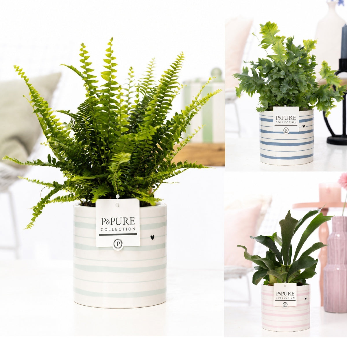 Ferns mix 35cm 12cm Pot