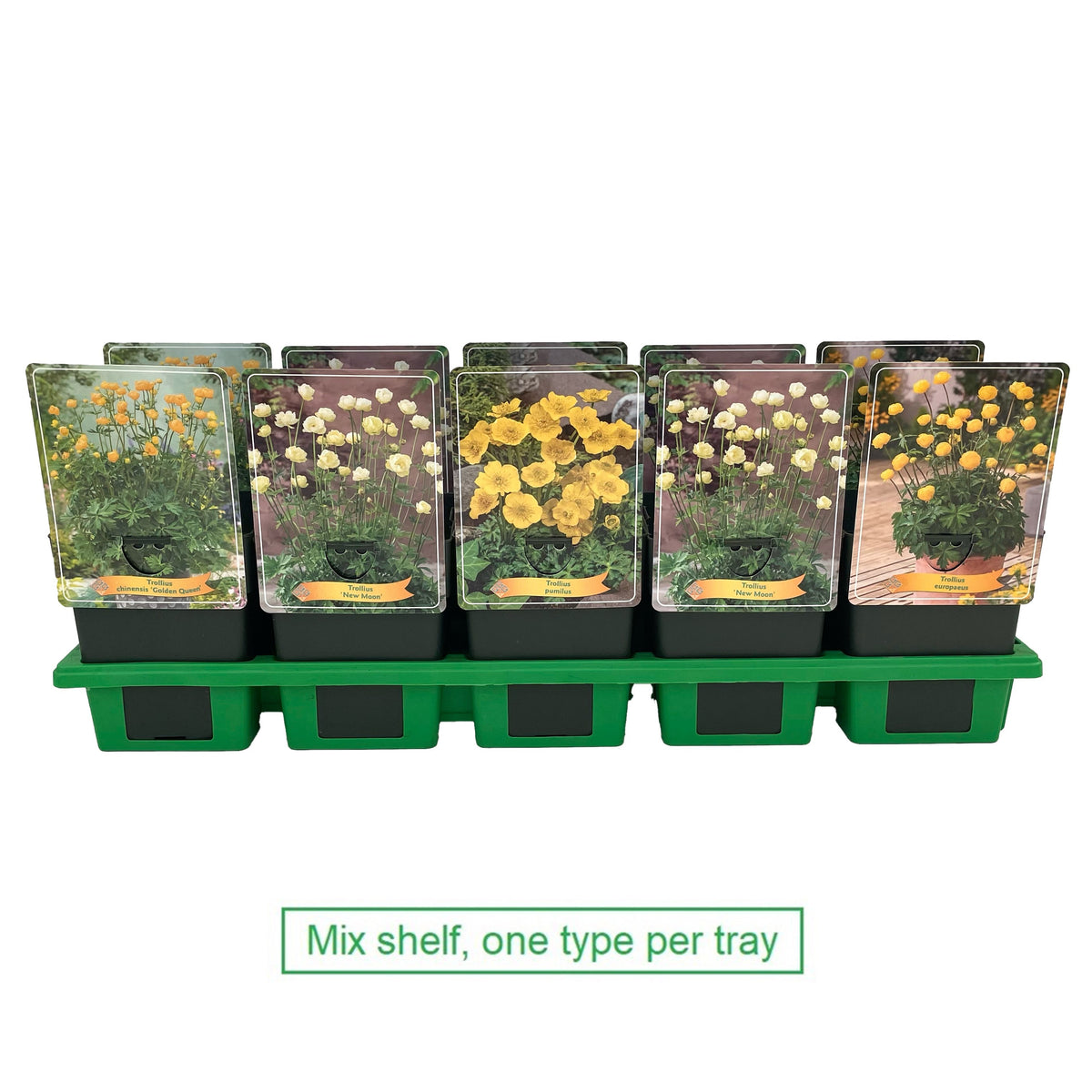 Trollius 25cm 11cm Pot