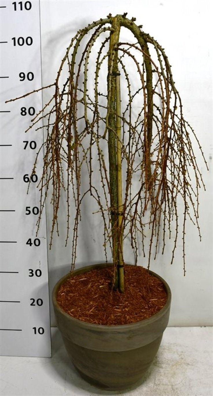 Larix Stiff Weeper 110cm 35cm Pot