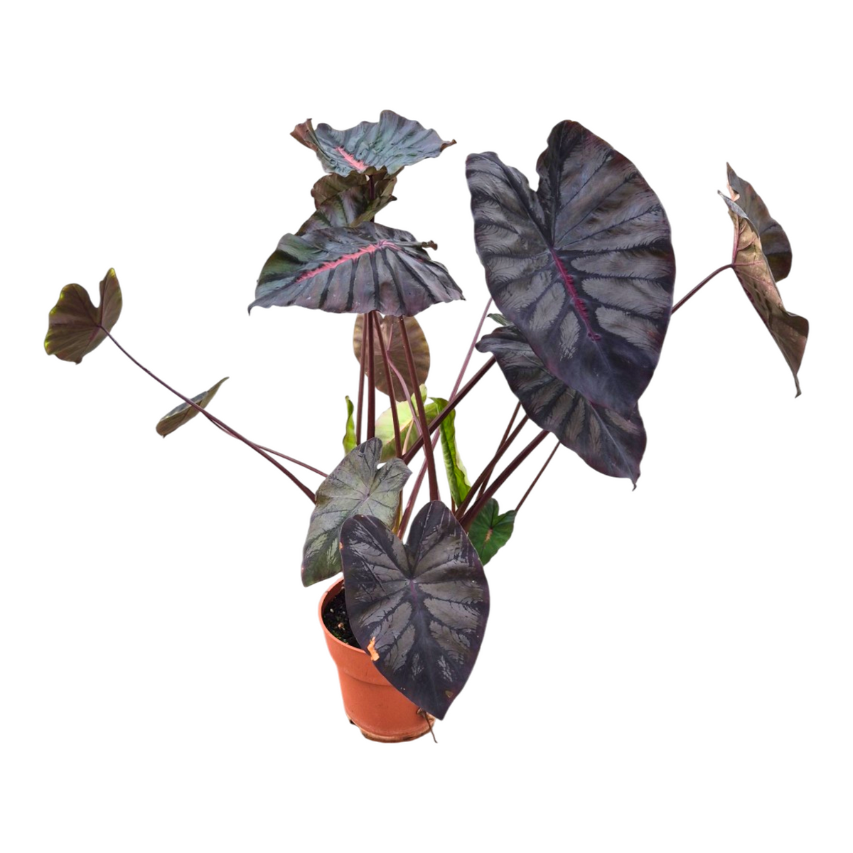 Colocasia Pharaohs Mask 80cm 17cm Pot