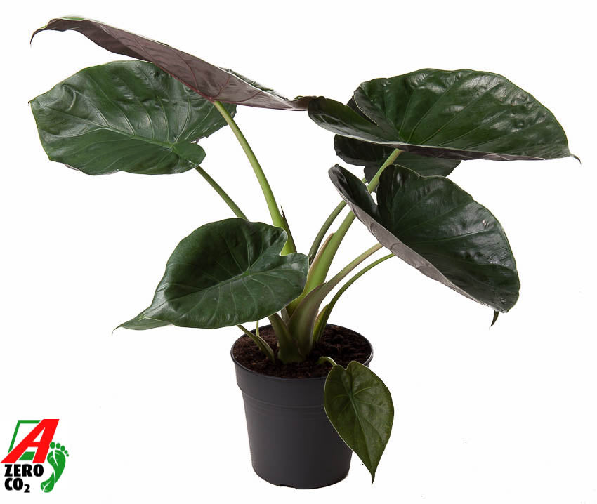 Alocasia wentii 100cm 24cm Pot