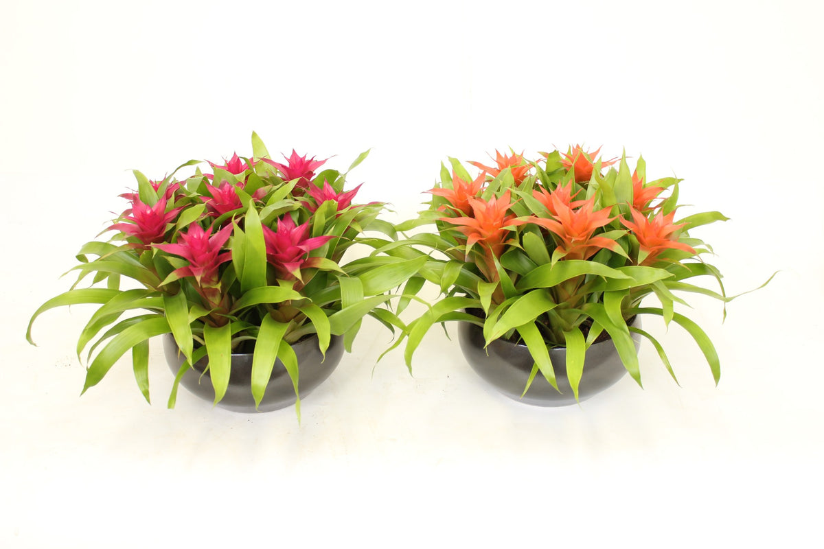 Guzmania mix 35cm 24cm Pot