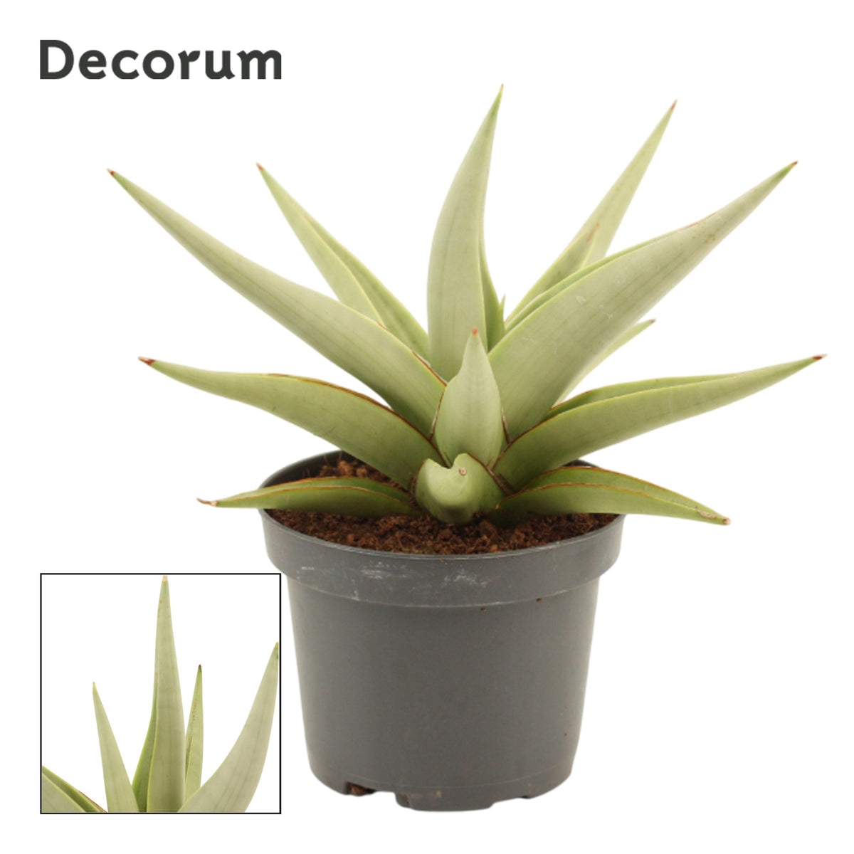 Sansevieria 15cm 9cm Pot
