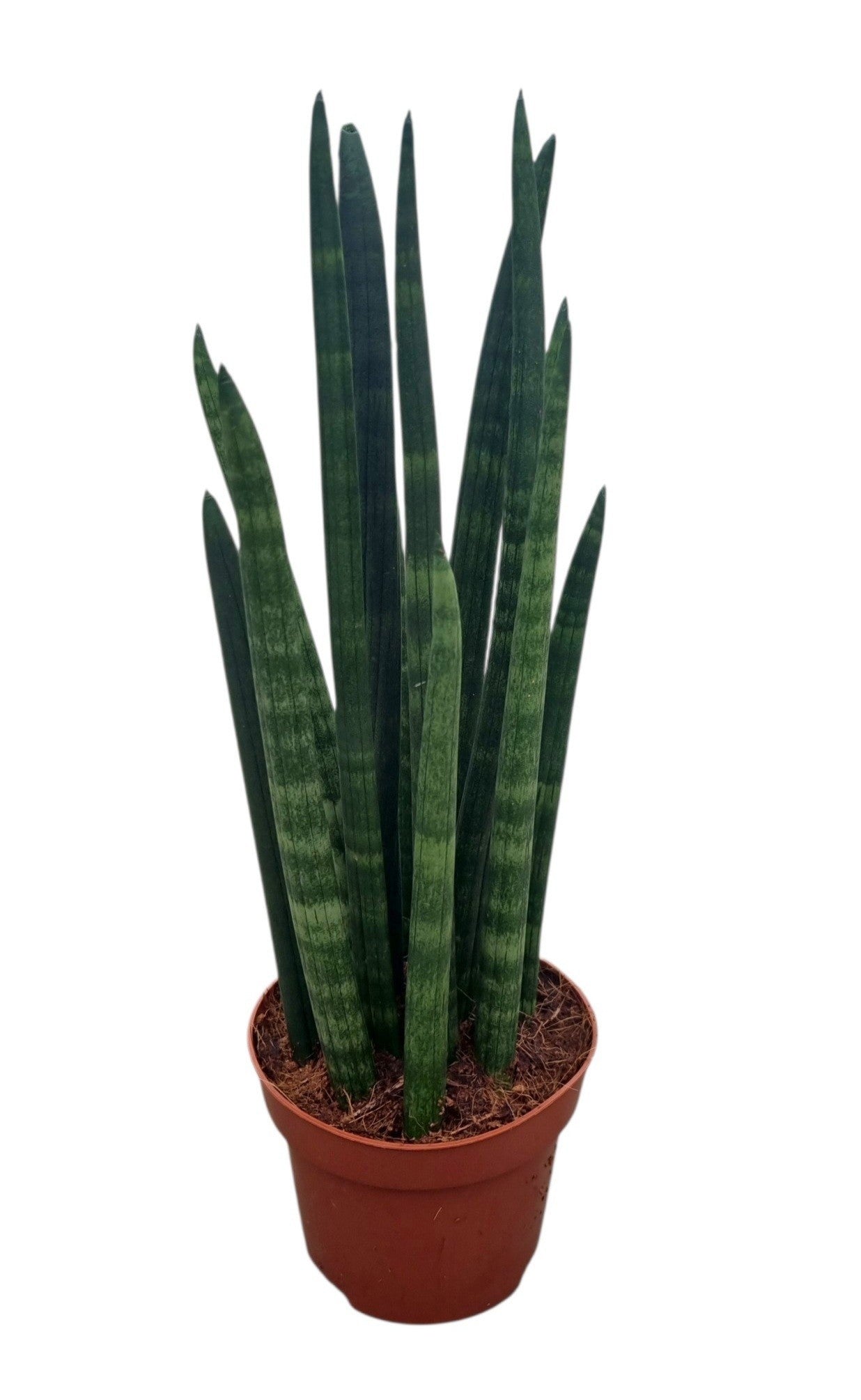 Corsaplant Sansevieria cylindrica Pack of 12