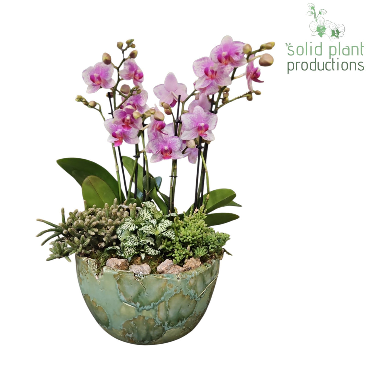 PH081 Olivia Green Phalaenopsis 45cm 24cm Pot