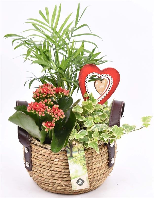 Indoor arrangement 16cm Pot