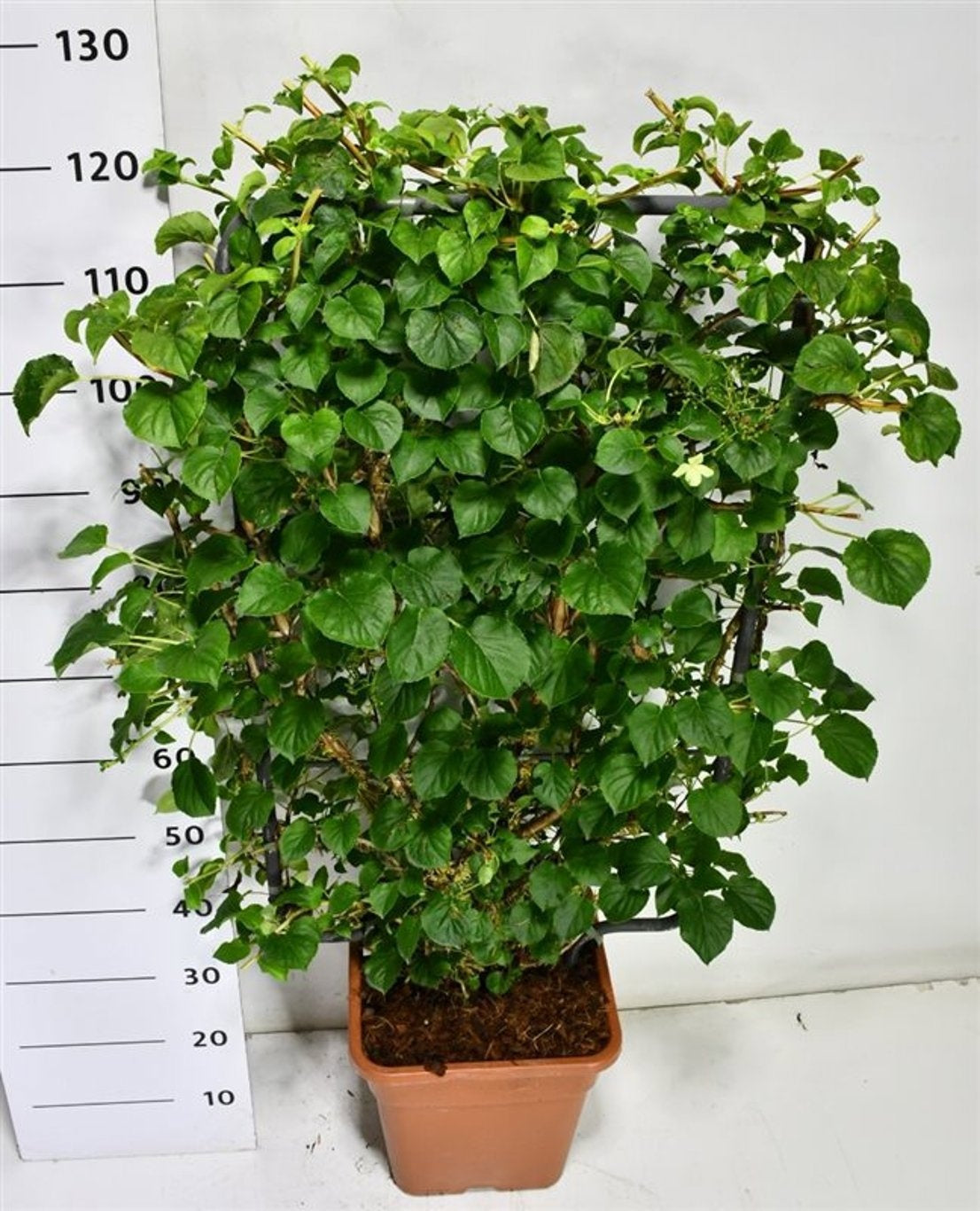 Hydrangea petiolaris 130cm 38cm Pot