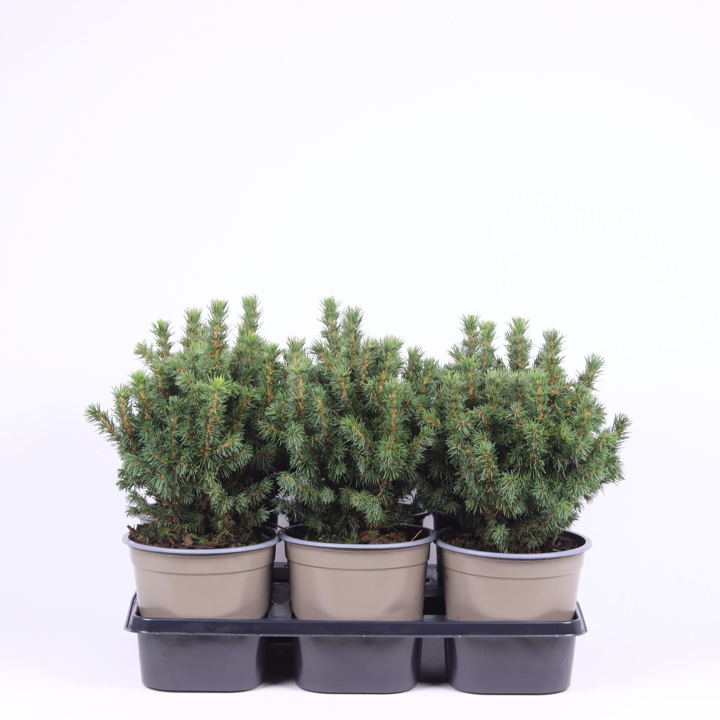 Picea gl. Alberta Globe 25cm 15cm Pot