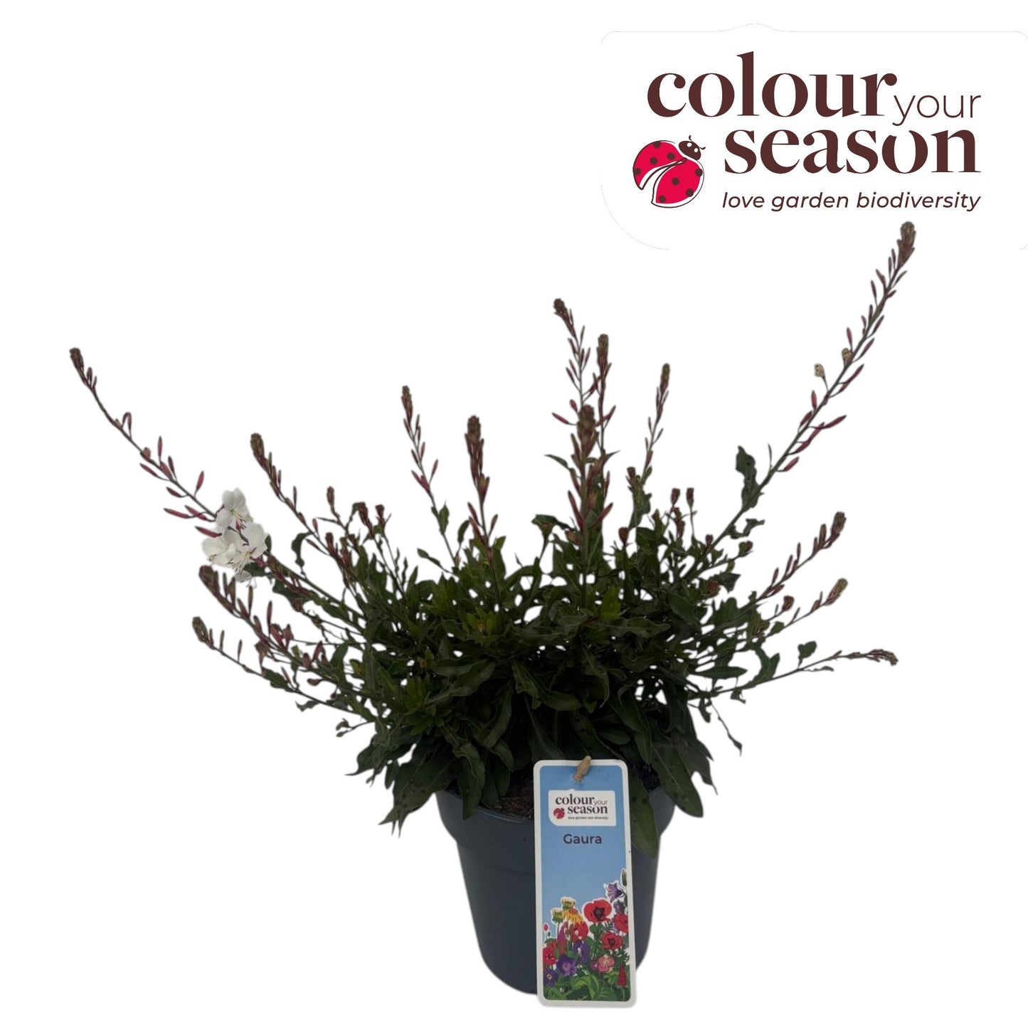 Gaura Gaudi White 35cm 15cm Pot
