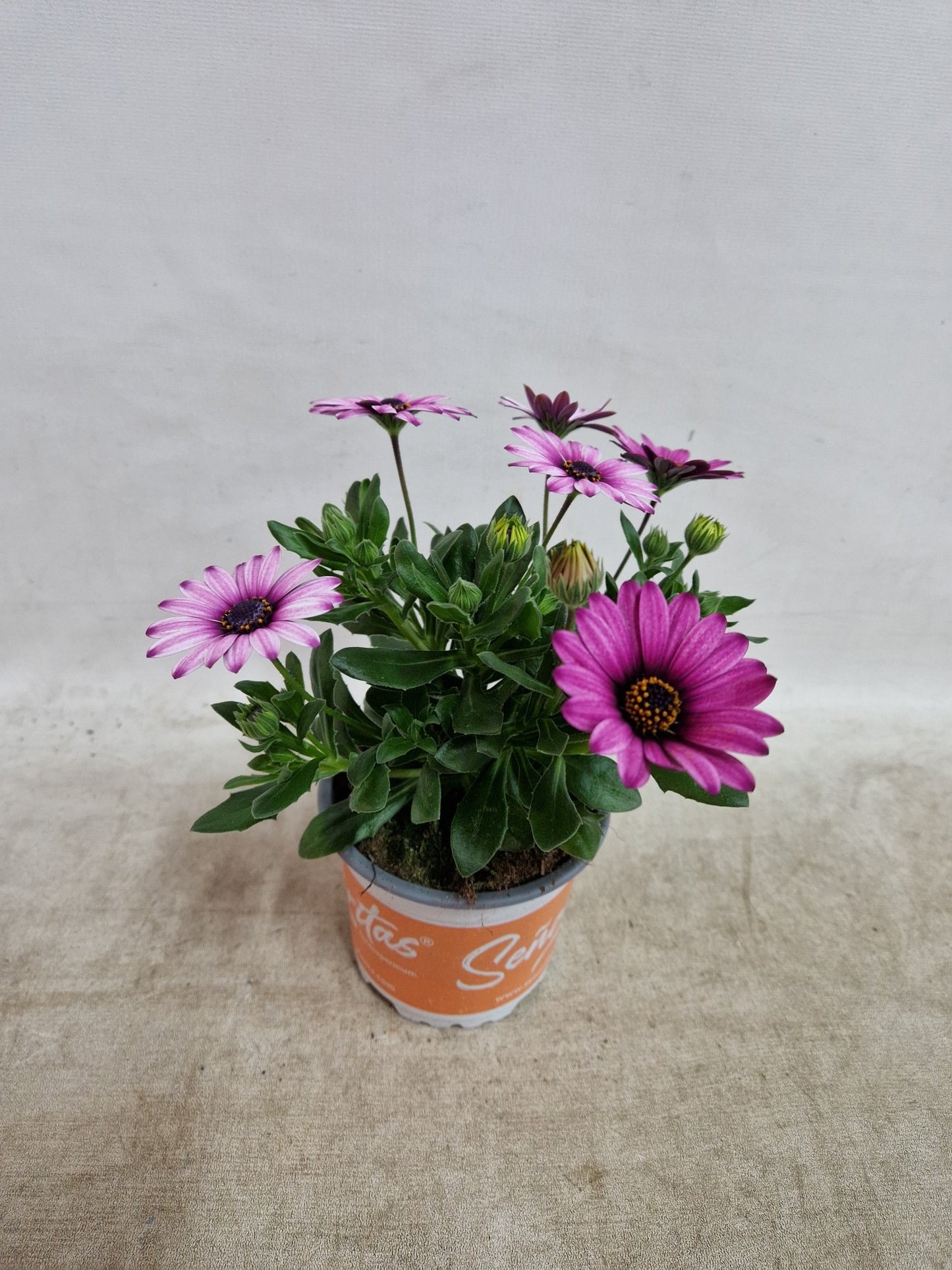 Osteospermum Senorita Linda 30cm 510cm Pot