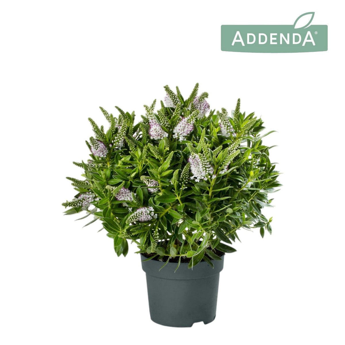 Hebe Hebedonna Jenna 50cm 17cm Pot