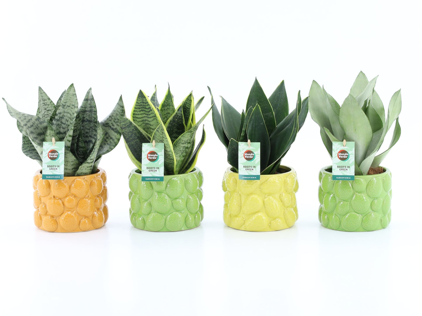 Sansevieria 35cm 15cm Pot