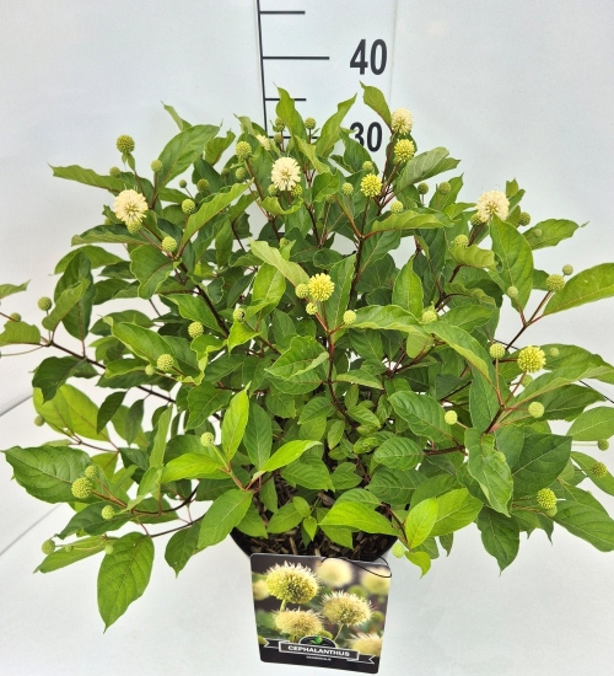 Cephalanthus occidentalis 55cm 28cm Pot
