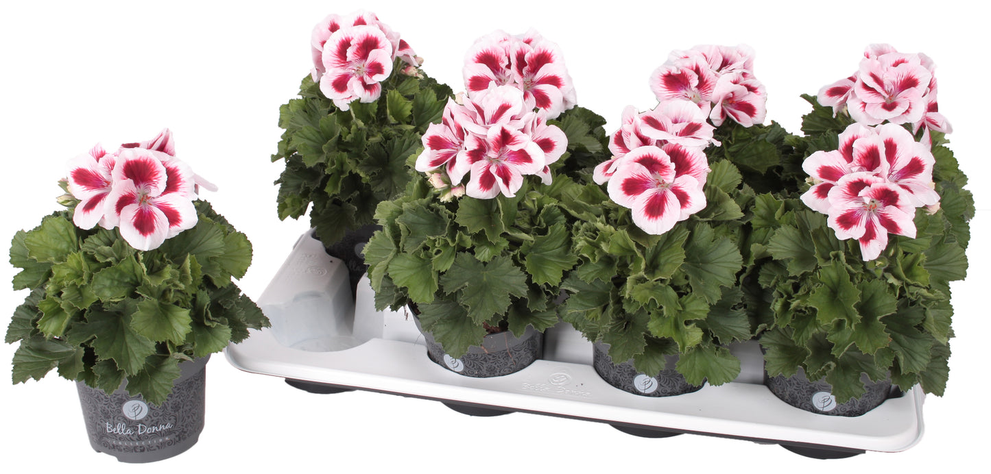 Pelarg. gr. Angel Aroma mix 28cm 12cm Pot