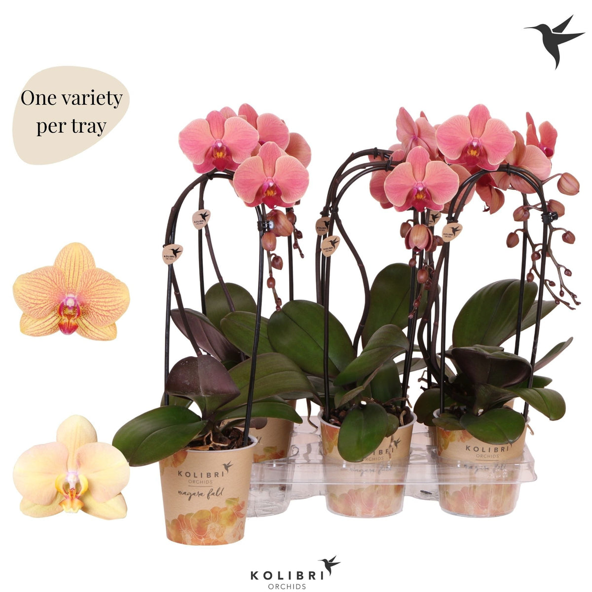 Phalaenopsis Elegant cascade 45cm 12cm Pot