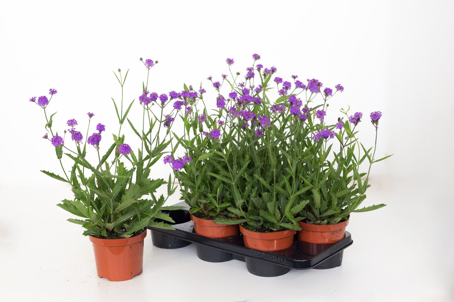 Verbena rigida 50cm 15cm Pot