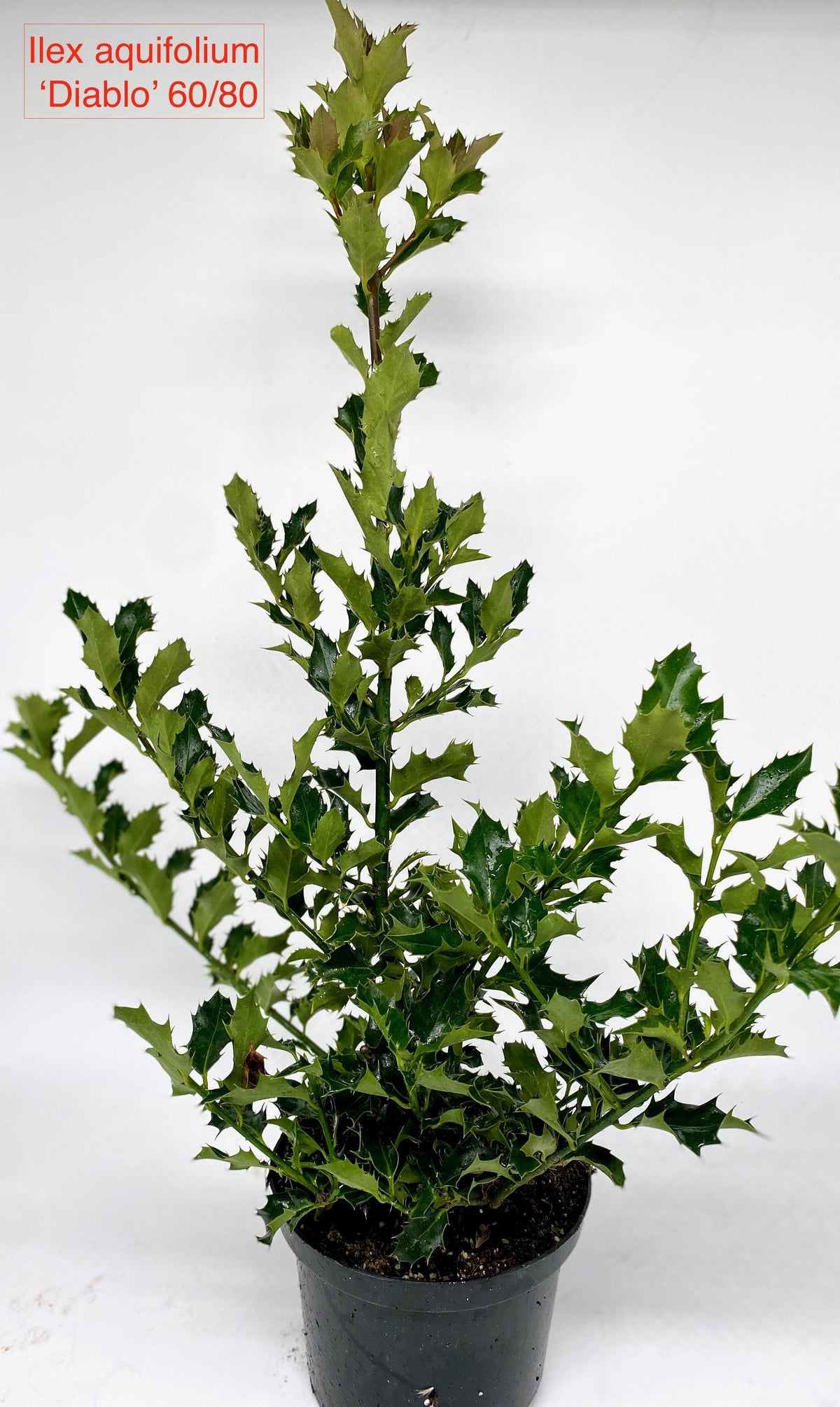 Ilex aquifolium 100cm 17cm Pot