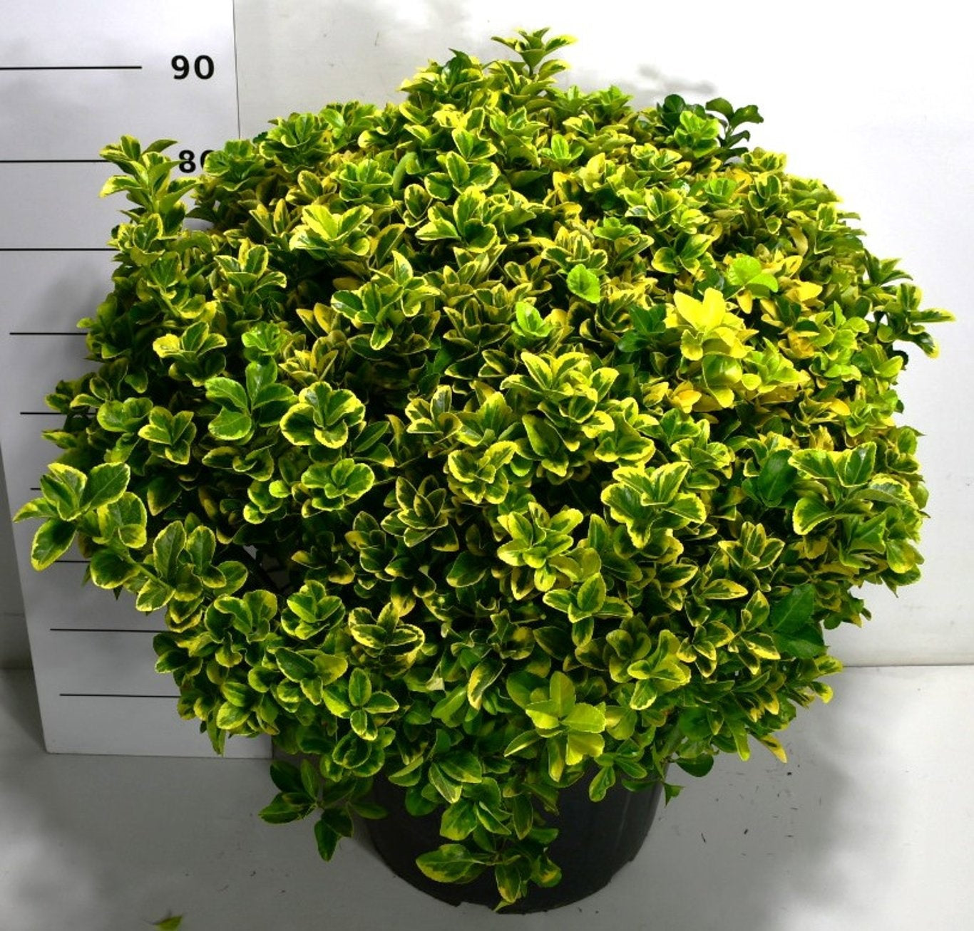 Euonymus Aureus 90cm 50cm Pot