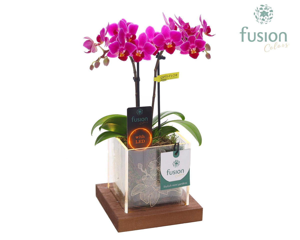 Acryl bakje met Phalaenopsis 29cm 12cm Pot