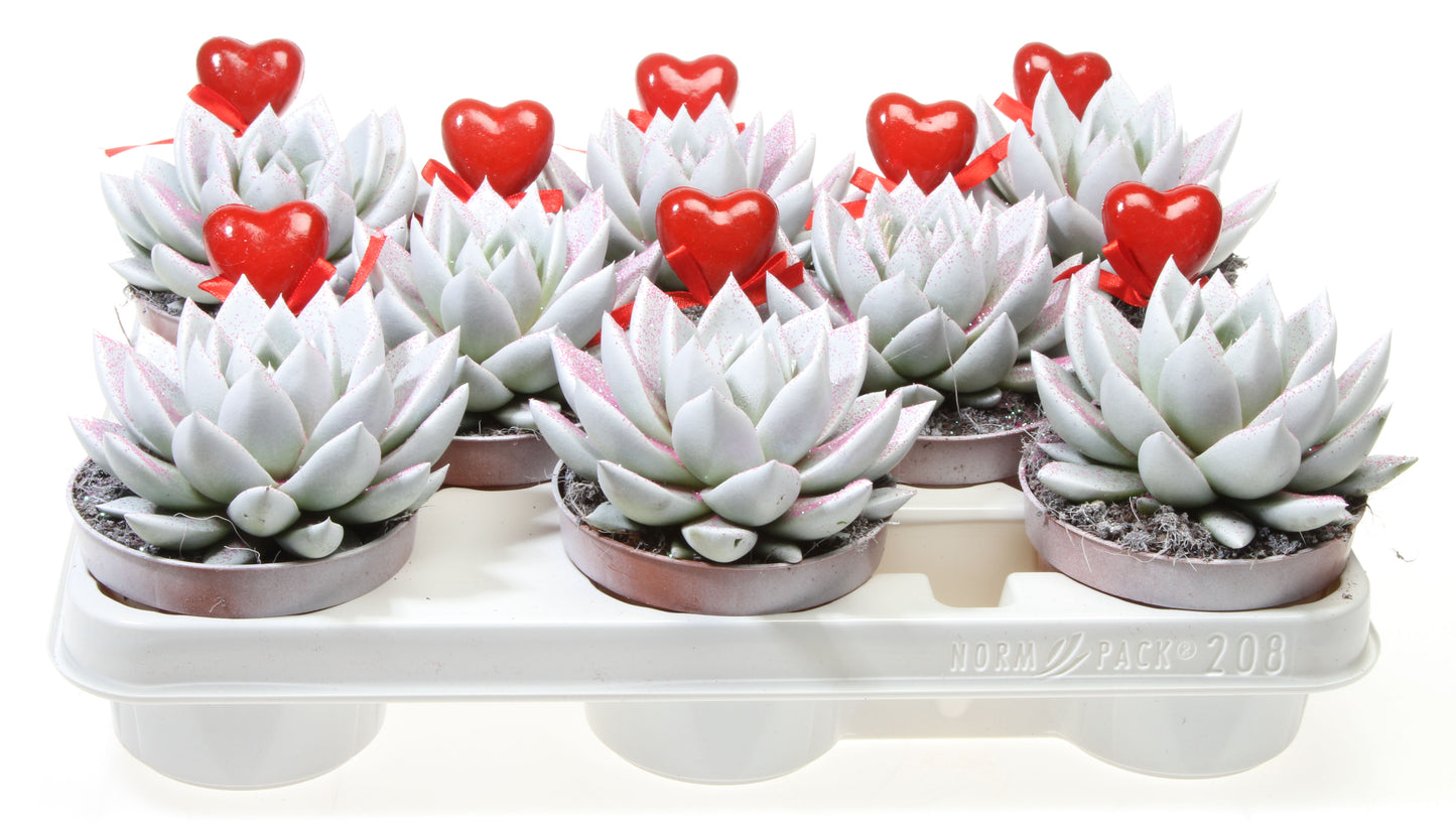Euro Cactus Holland Bv Miranda wit roze glitter + hartje Pack of 8