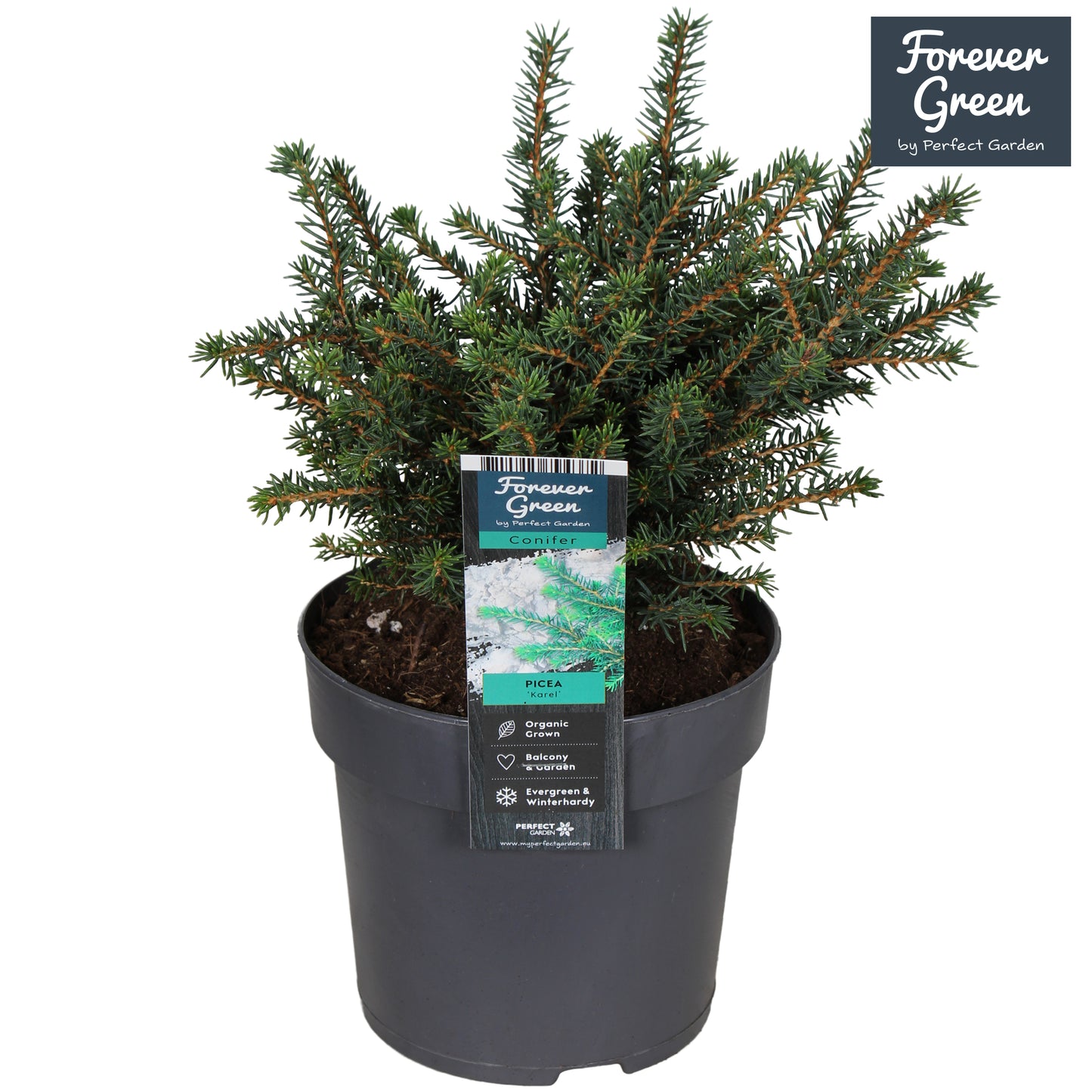 Picea omorika Karel 30cm 14cm Pot
