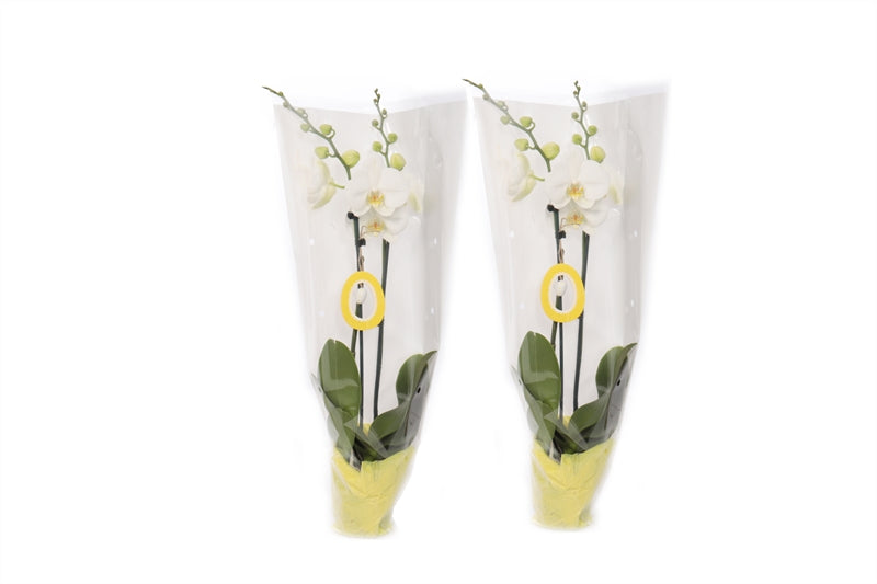 Phalaenopsis white 55cm 12cm Pot