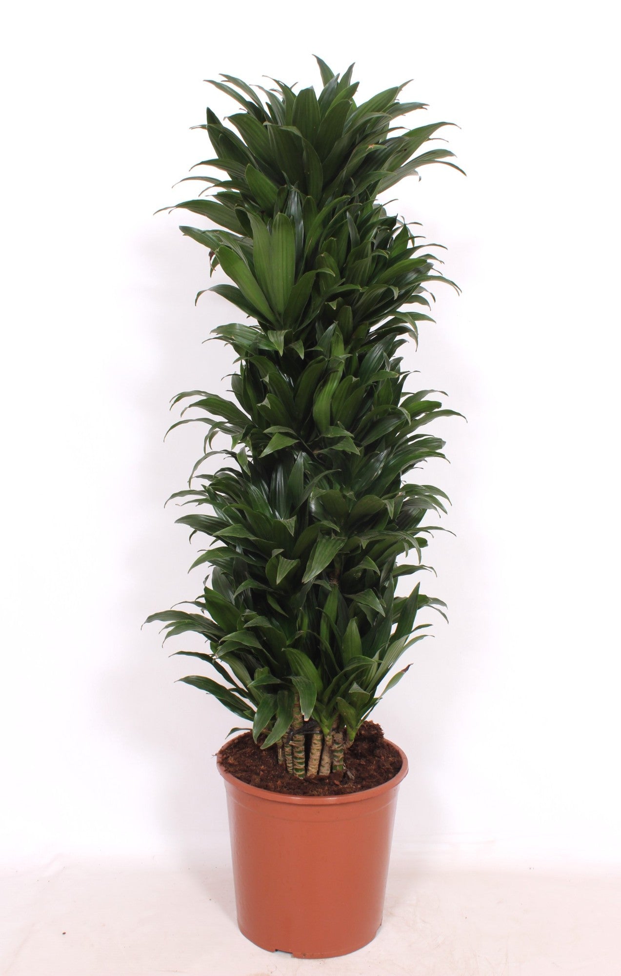 Dracaena fragrans Compacta 140cm 30cm Pot
