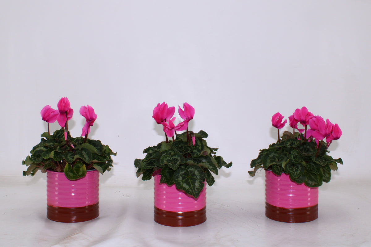 Cyclamen Allure 25cm 12cm Pot