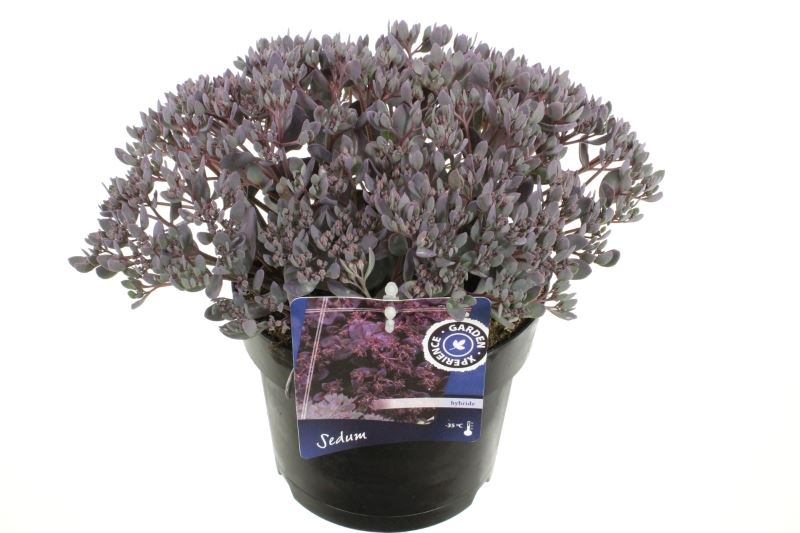 Sedum Purple Emperor 45cm 17cm Pot