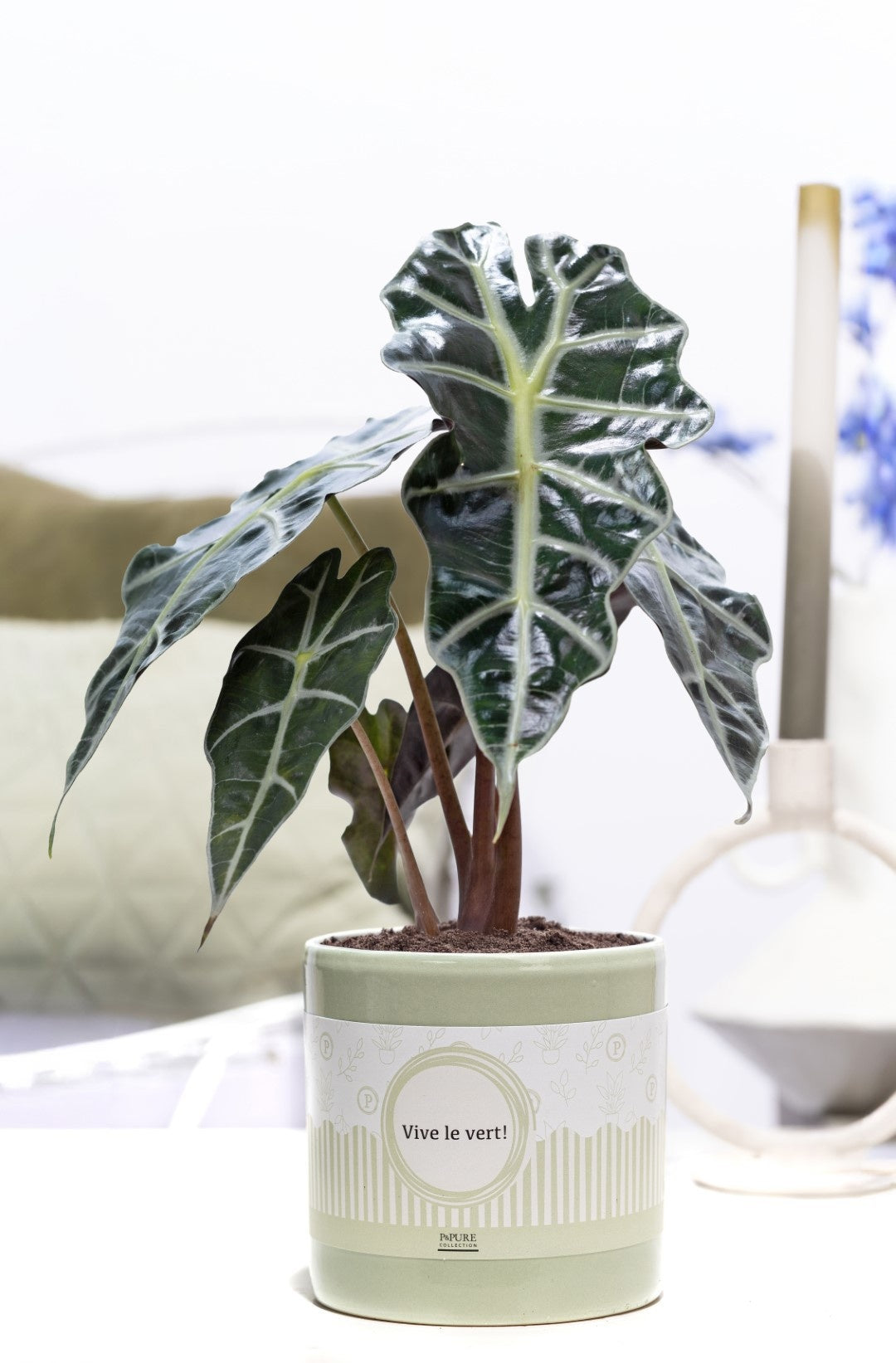 Pure Collection Alocasia amazonica Pack of 6