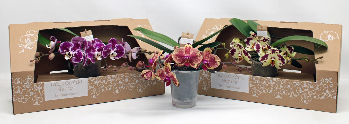 Phalaenova Phalaenopsis Hybrid Pack of 1
