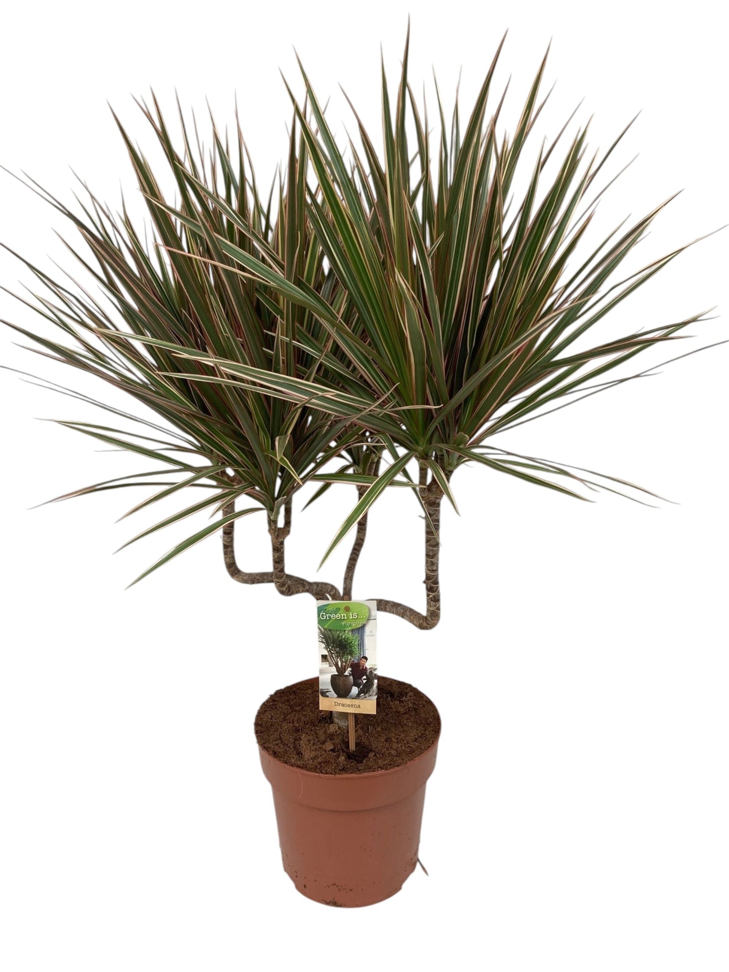 Dracaena Bicolor 75cm 21cm Pot