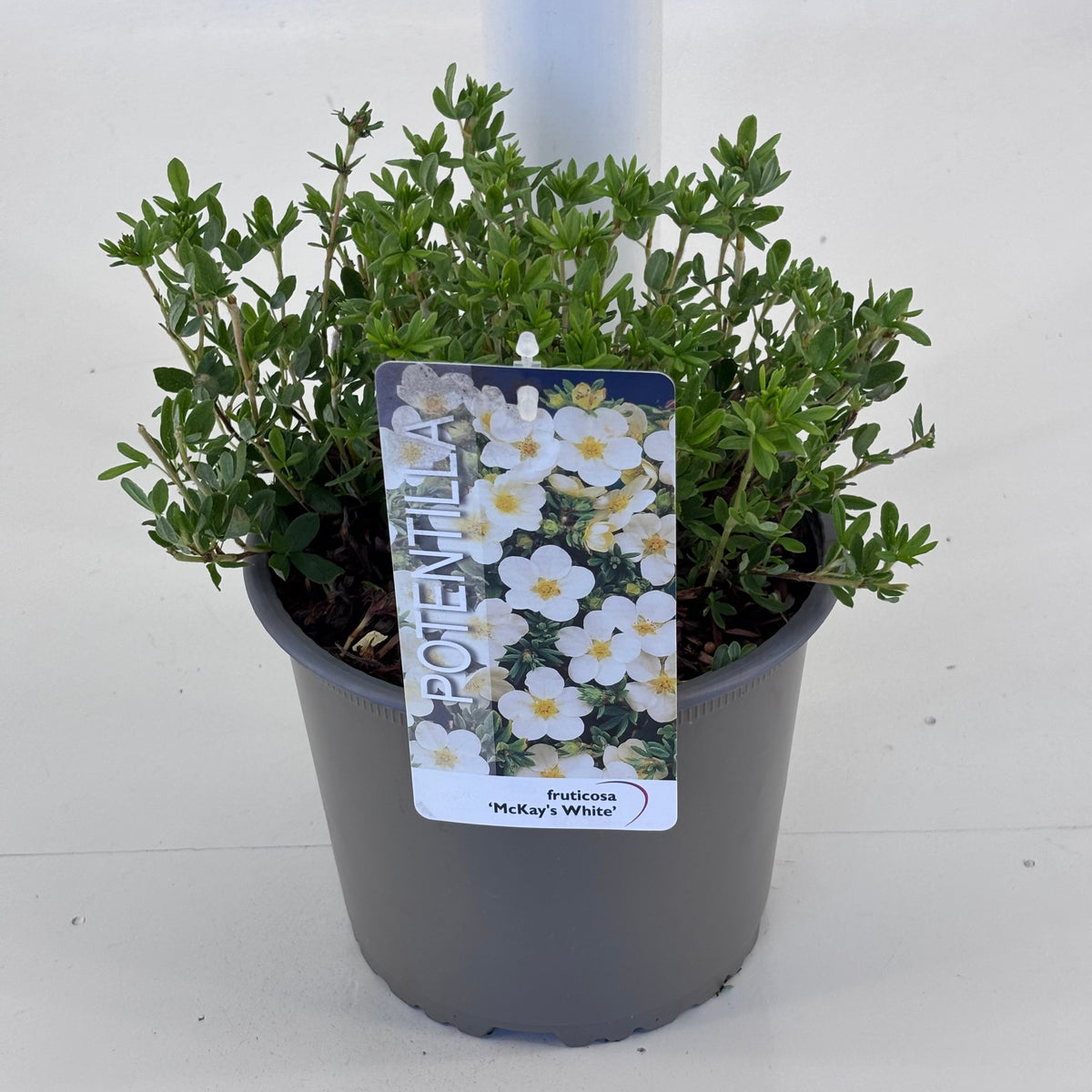 Potentilla fruticosa 20cm 19cm Pot