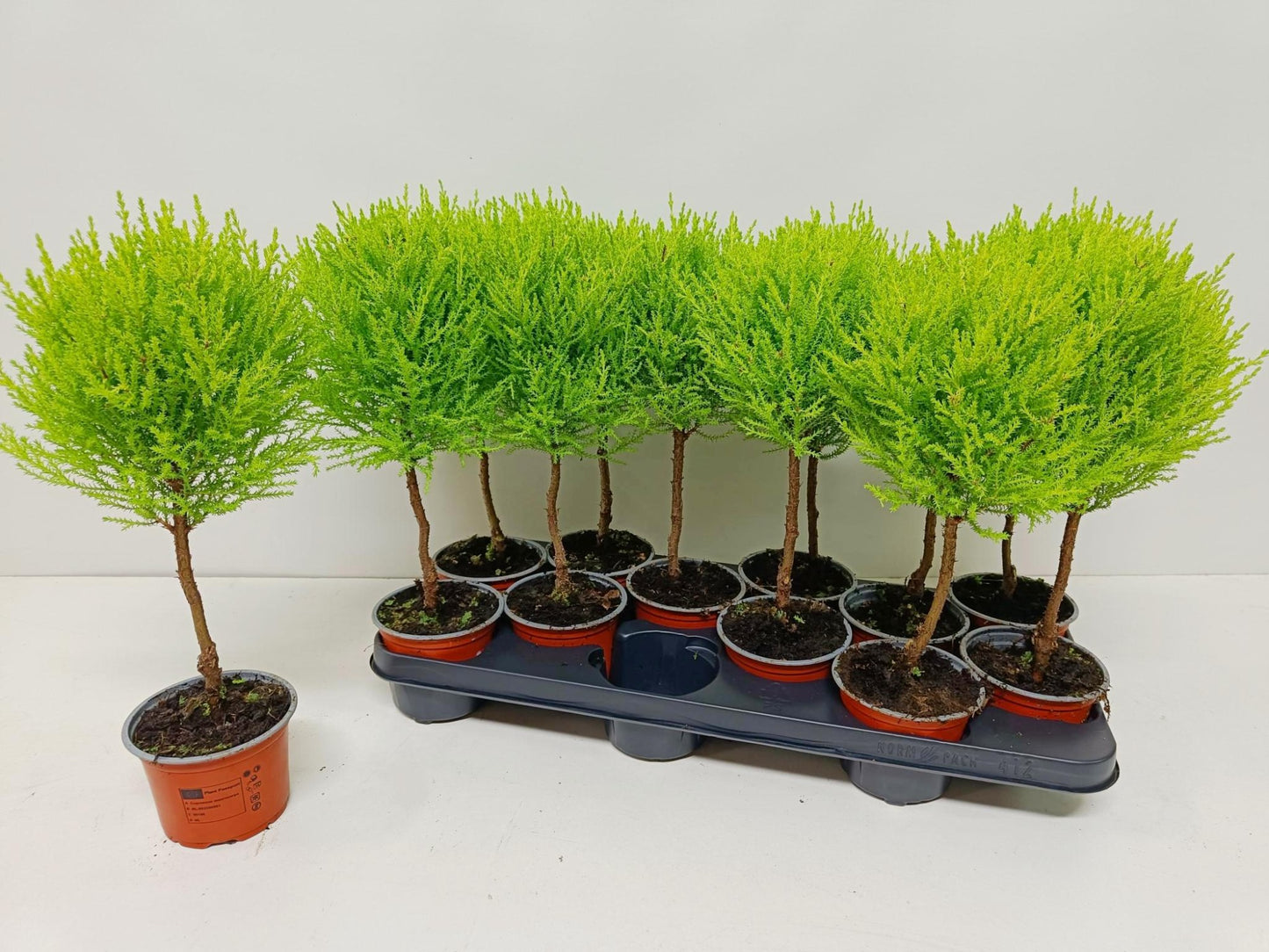 Kwekershof, Fa. Cupressus Goldcrest standard Pack of 12