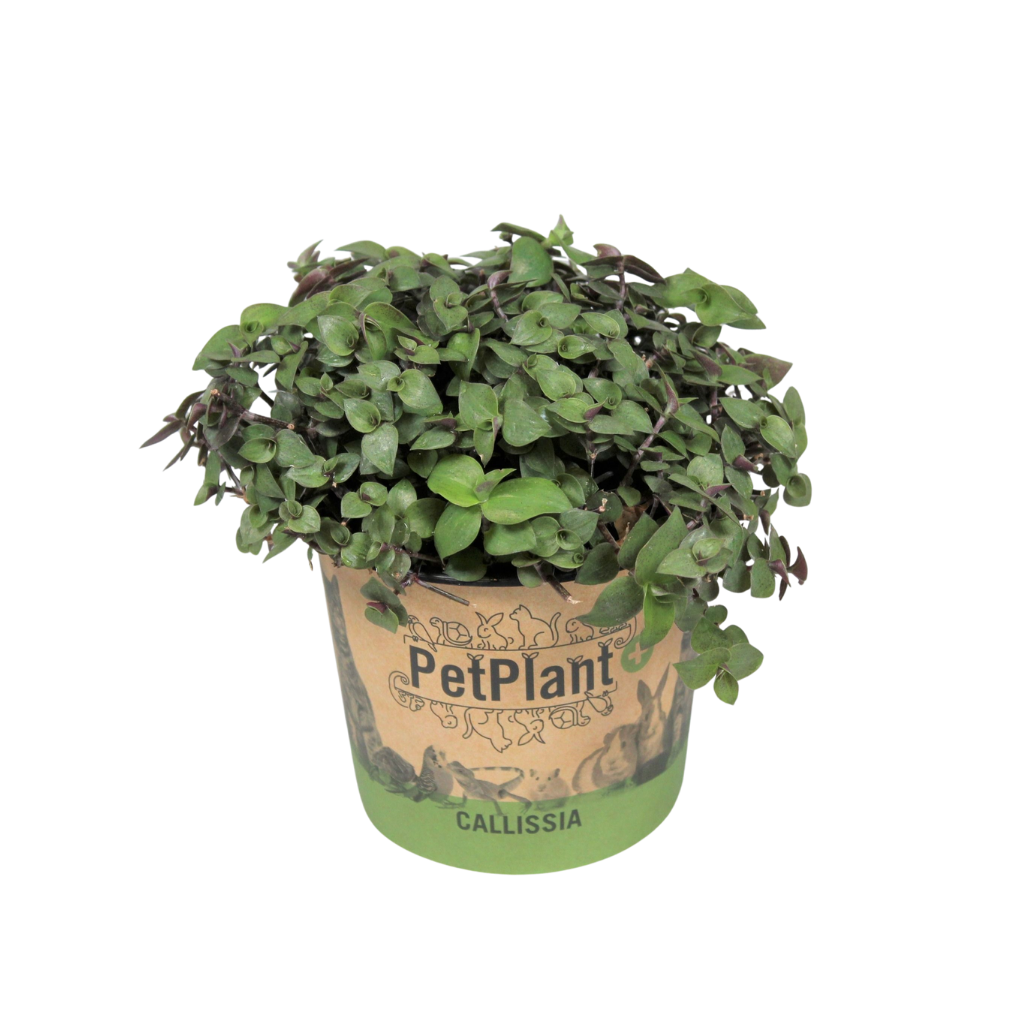 Calissia repens PetPlant in potcover 17cm 12cm Pot