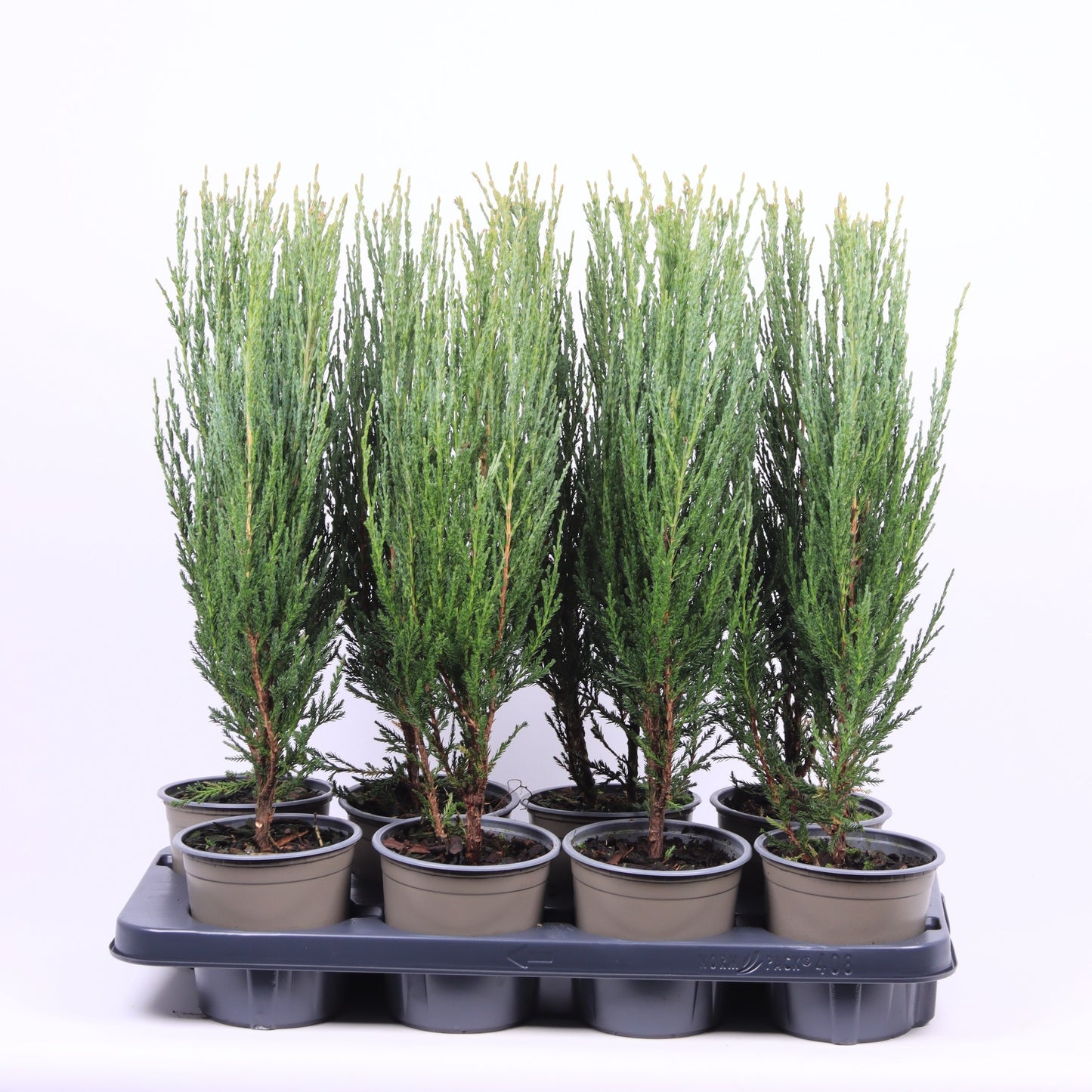Juniperus Blue Arrow 50cm 13cm Pot