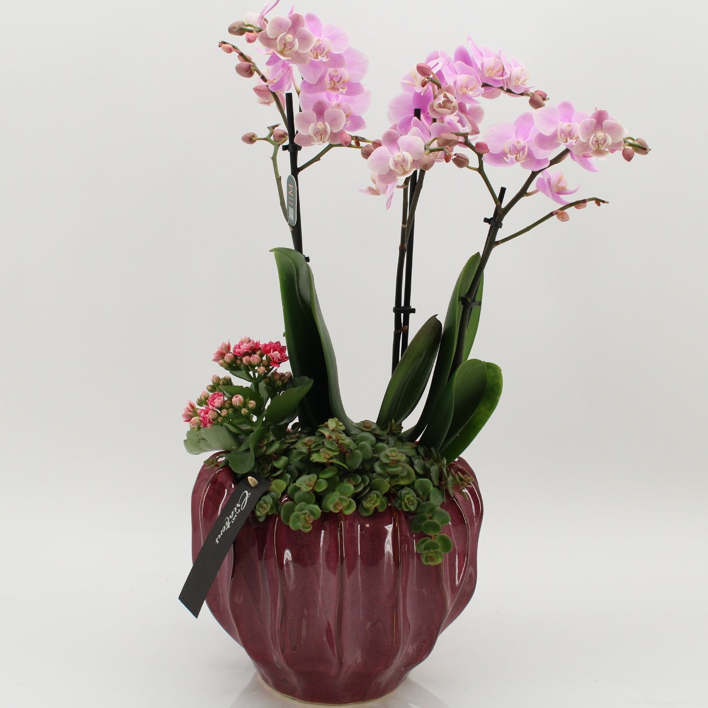 LICR-2626RZ Limited Edition Phalaenopsis 50cm 24cm Pot