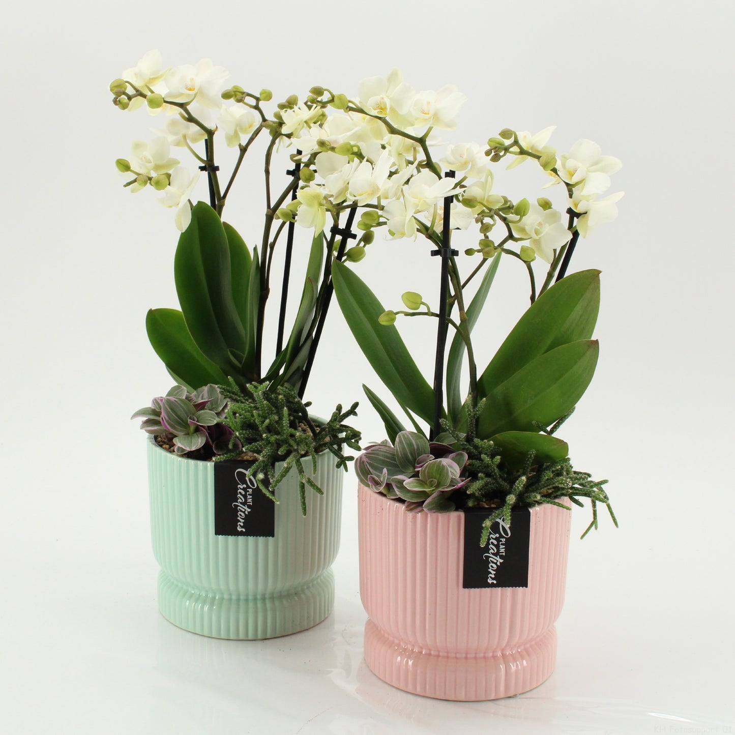 PHAL-2644 M W Phalaenopsis creatie 45cm 14cm Pot