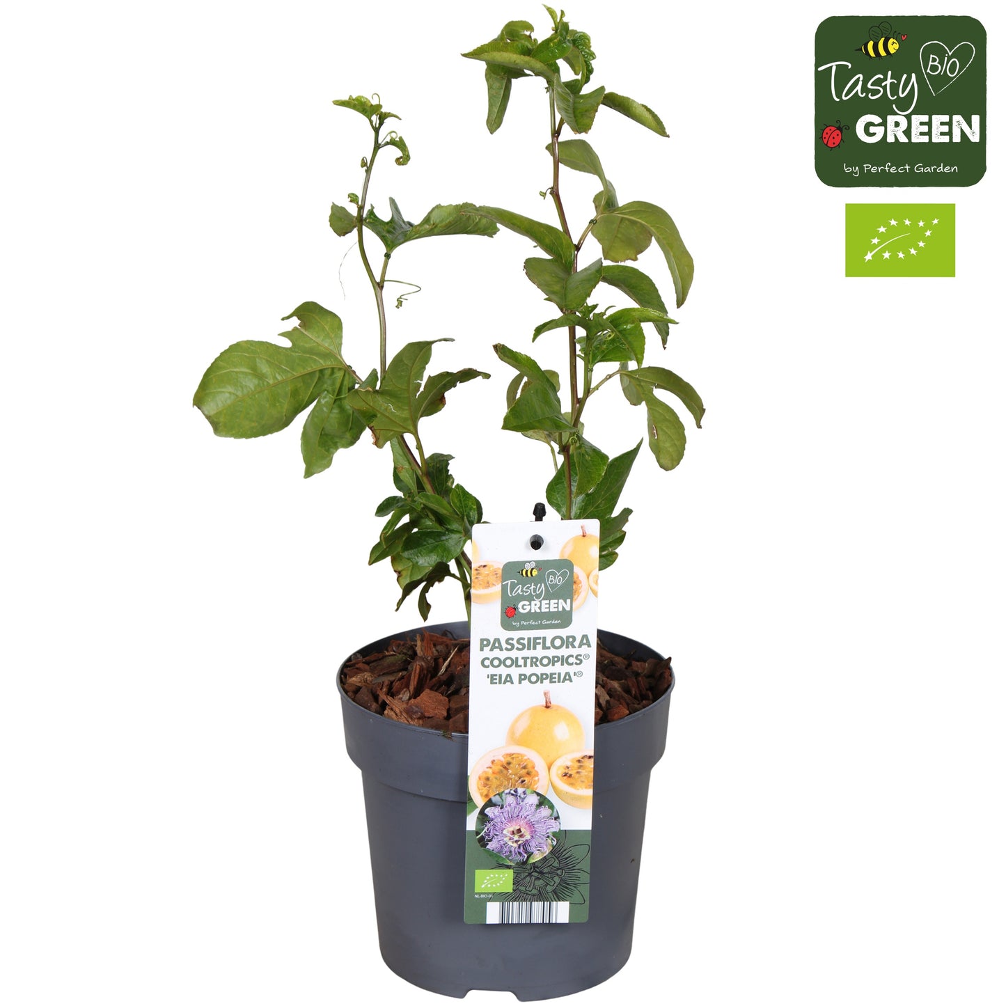 Passiflora caerulea 30cm 14cm Pot