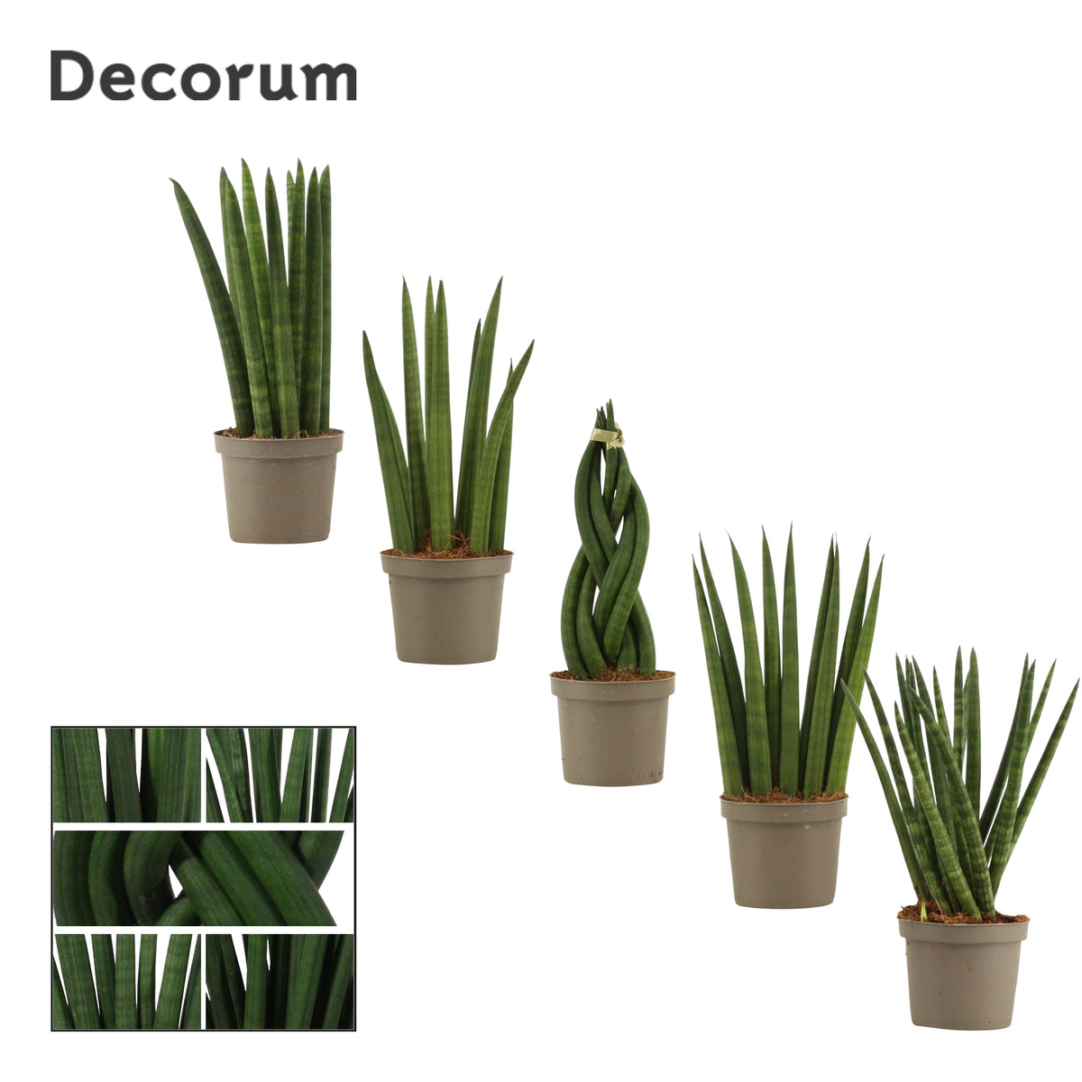 Sansevieria cylindrica 25cm 9cm Pot