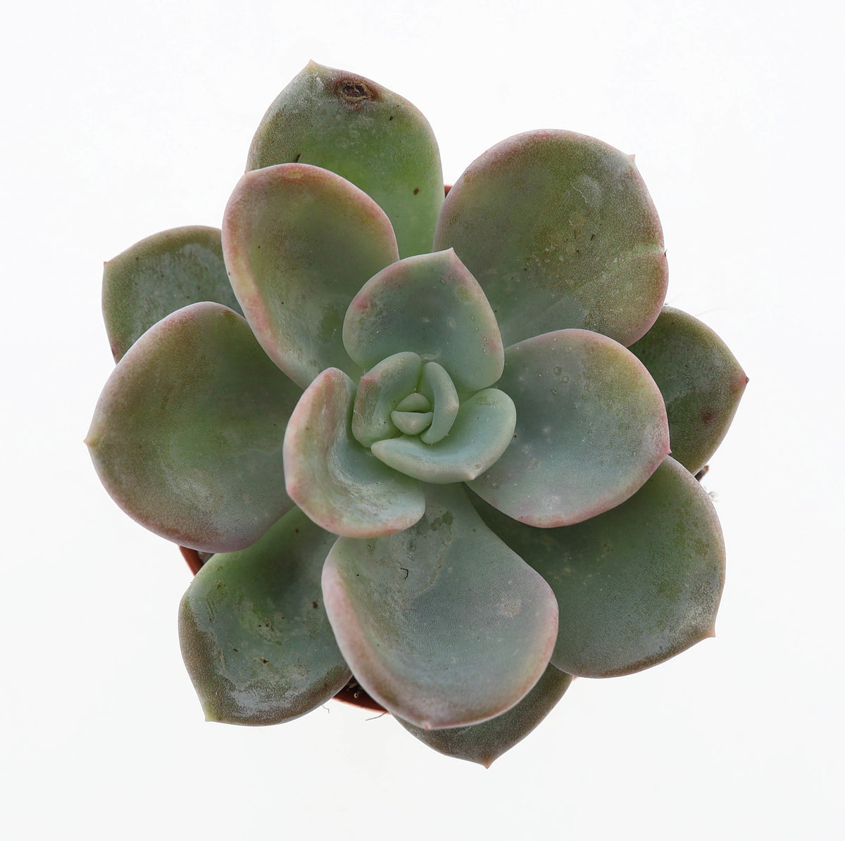 Echeveria Hybrid 8cm 5.5cm Pot