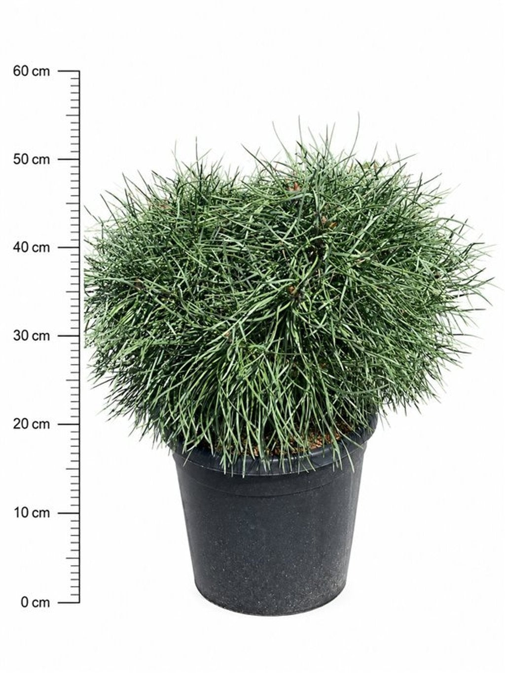 Pinus syl. Blue Pearl 60cm 32cm Pot
