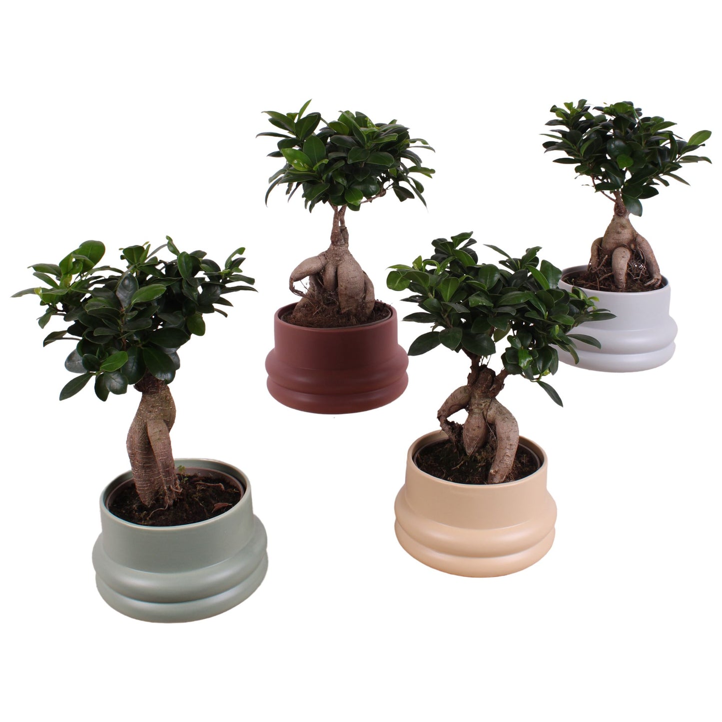 Ficus Ginseng 40cm 19cm Pot