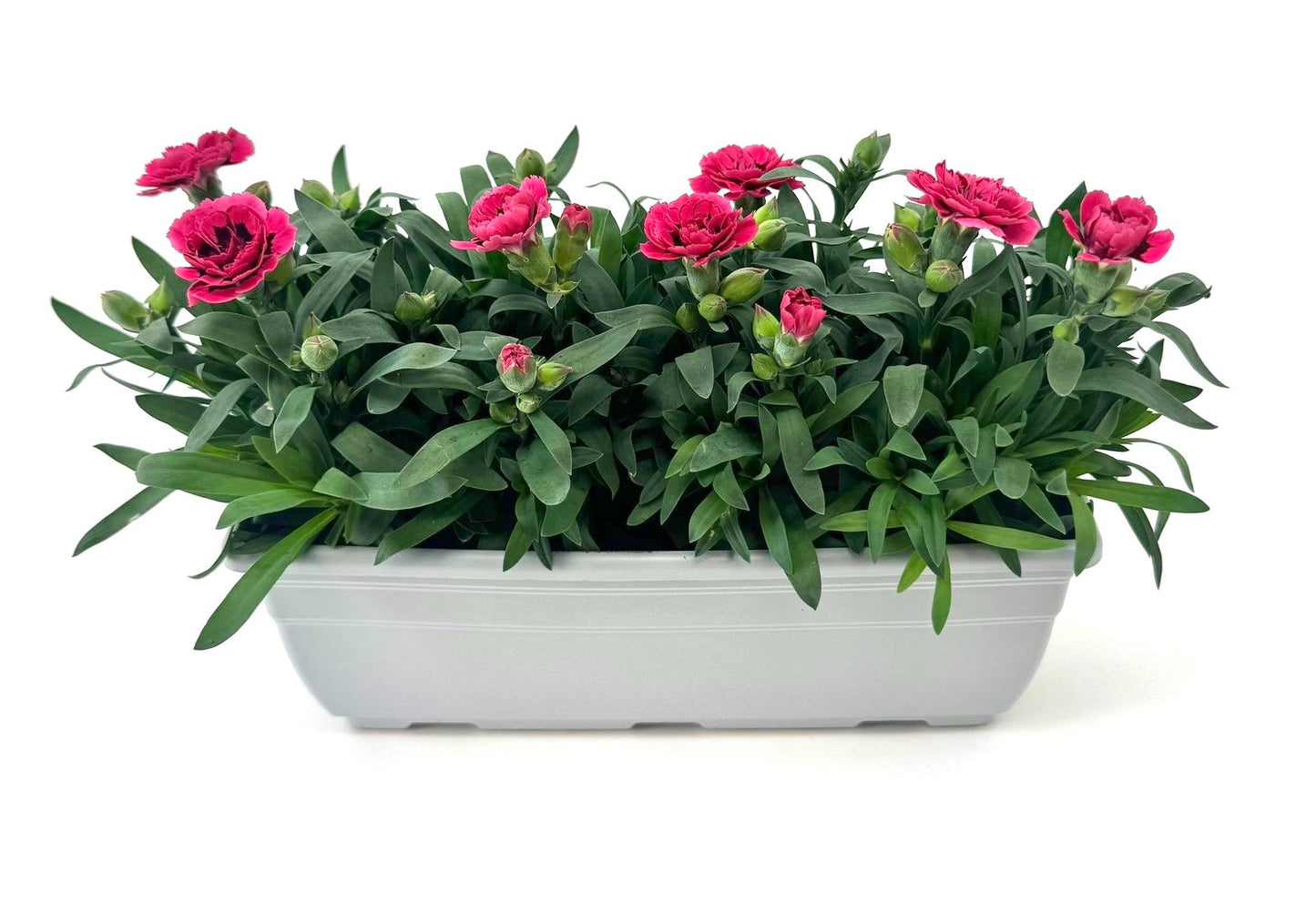 Dianthus Oscar Purple Wings 24cm 27cm Pot