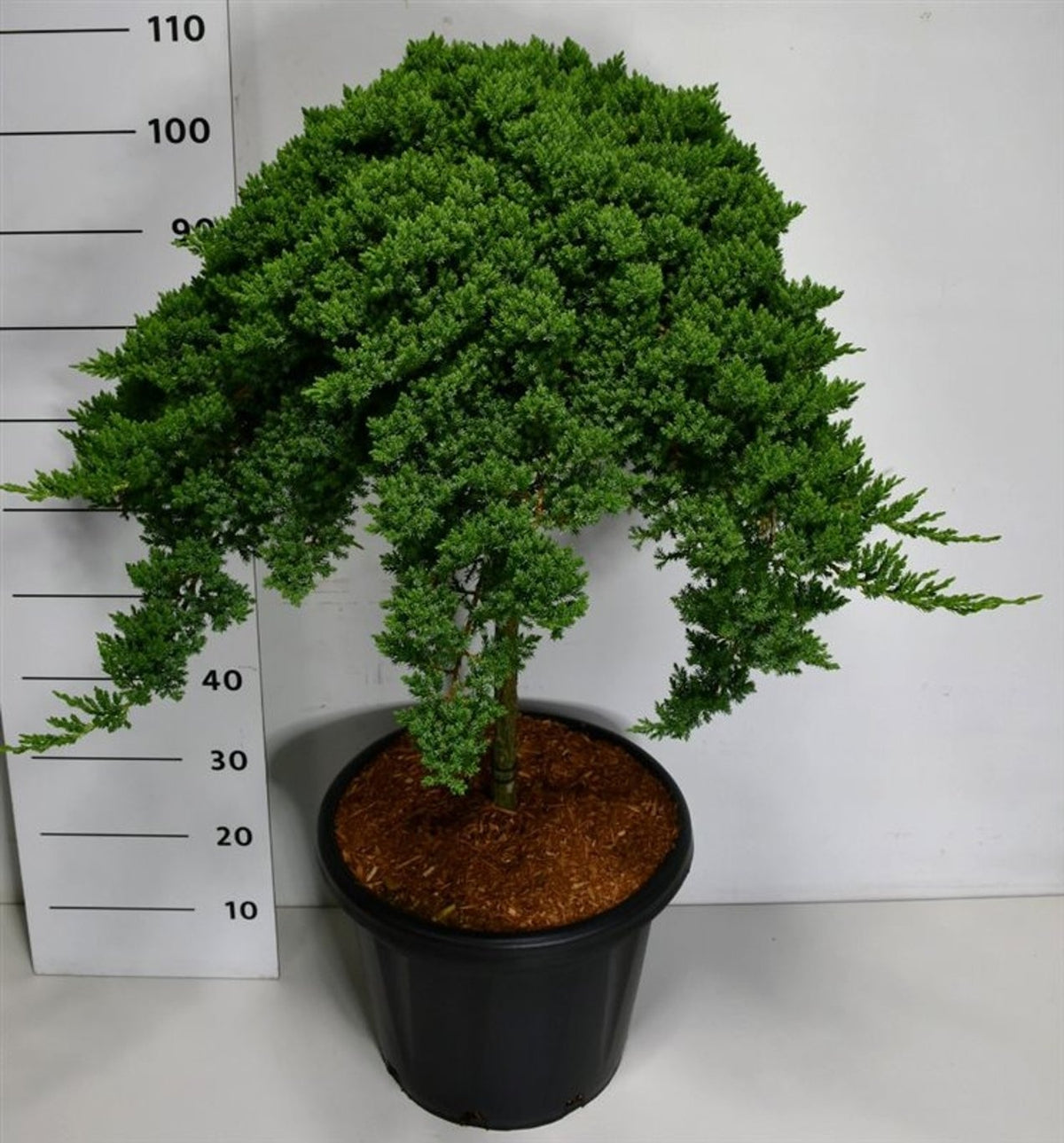 Juniperus procumbens Nana 120cm 38cm Pot