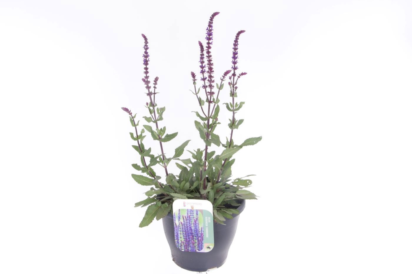 Salvia nemorosa 65cm 23cm Pot