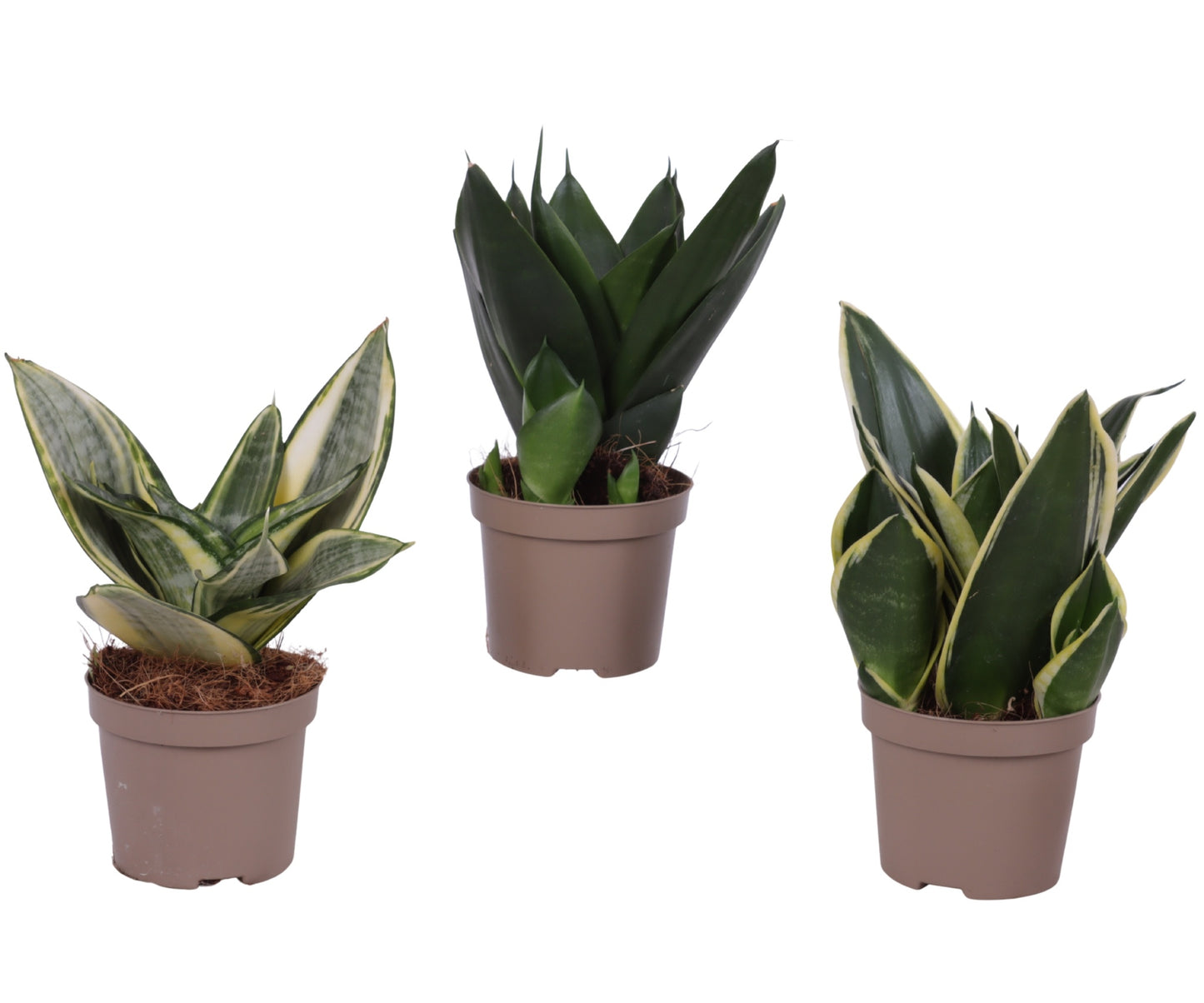 Sansevieria trifasciata 25cm 9cm Pot