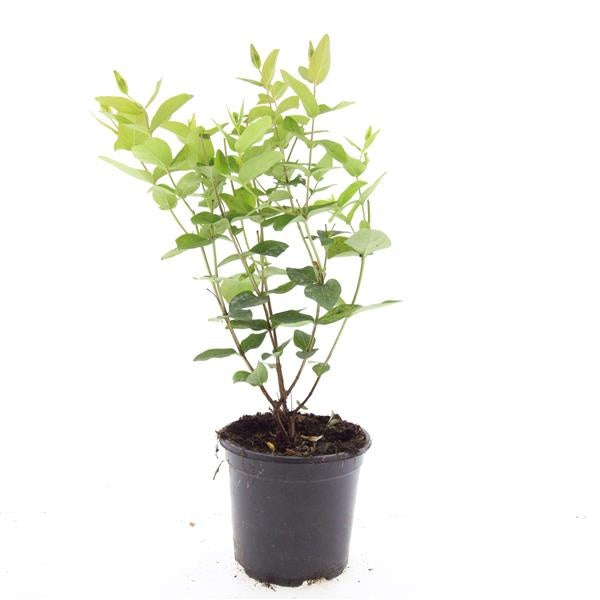 Boer, W.T.M. de Hypericum androsaemum Pack of 8