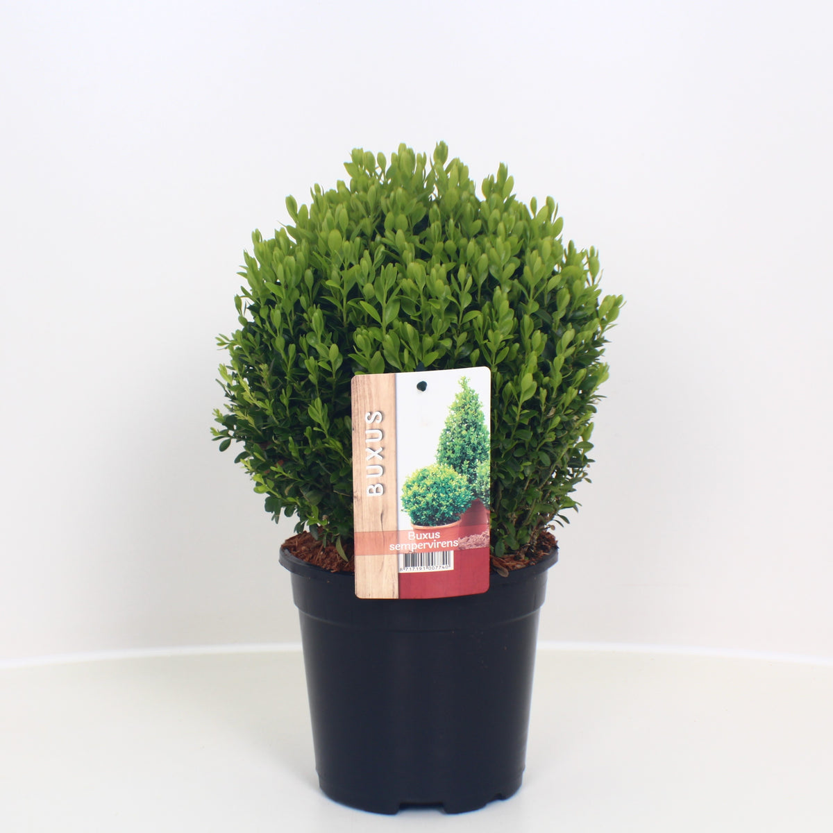 Buxus sempervirens ball 30cm 17cm Pot