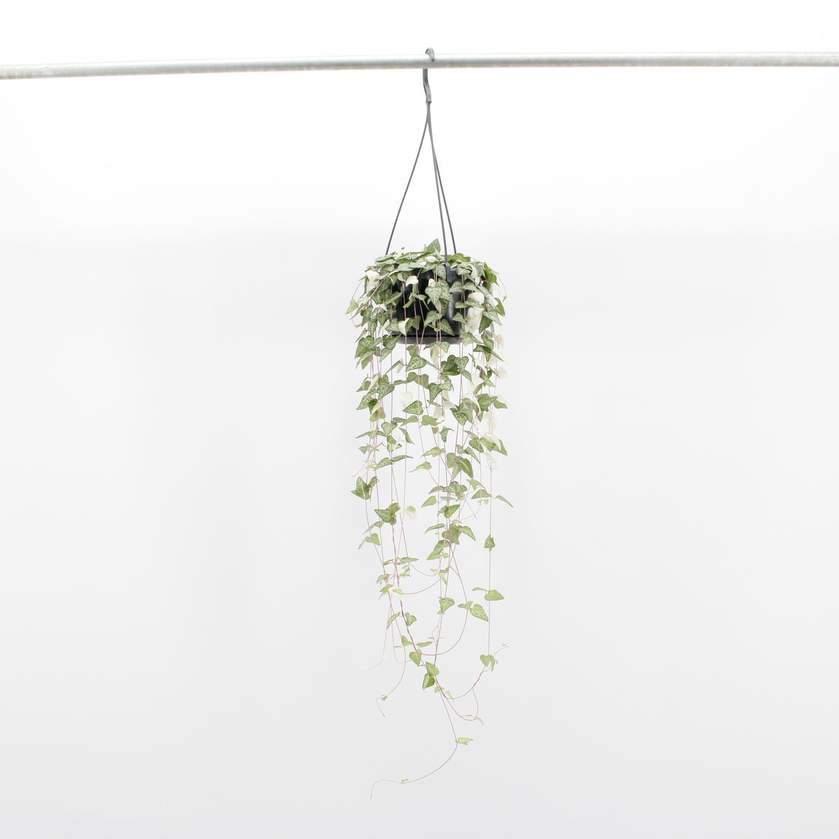 Ceropegia linearis Luuk 40cm 14cm Pot